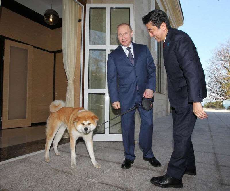 普京牵着秋田犬与安倍一起