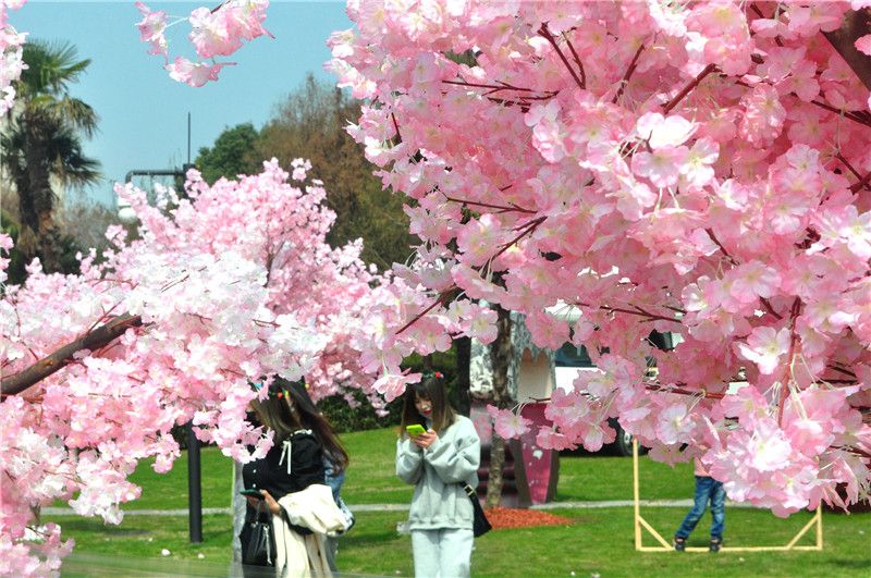 2021上海樱花节开幕 迎来踏春赏景大客流
