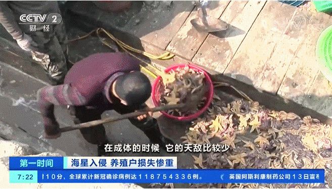 "海底蝗虫"海星大举入侵青岛胶州湾,所过之处片甲不留