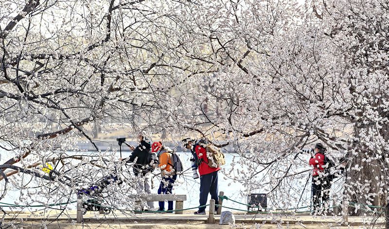 北京:颐和园西堤山桃花盛放 春色撩人