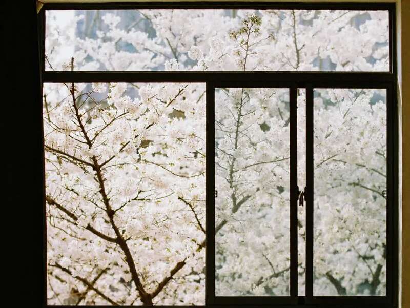 我见过最美的樱花教室,在东南大学!
