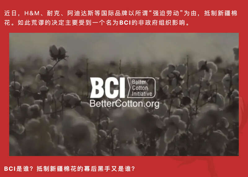 bci是谁?