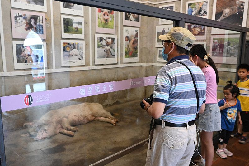 成都探访14岁猪坚强起身艰难需人类拉扶才可站立