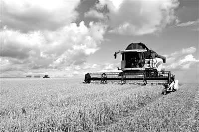 中国东北角,建三江垦区,沃野千里,禾稻飘香.