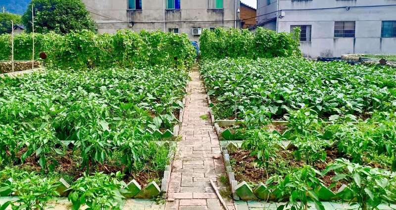 沟溪乡余东村是中国农民画村,村里将特有的农民画元素融入"一米菜园"