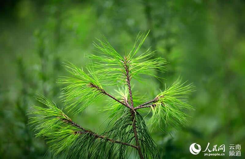 近地移植的巧家五针松树苗.闫科任摄