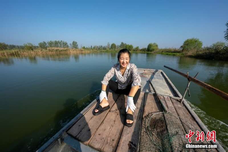 渔民陈恒花在微山湖水域自家的鱼塘捕鱼.史春阳 摄