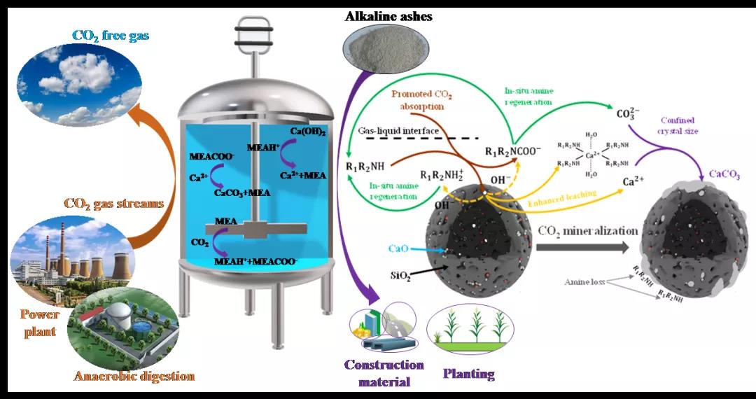 示意图该研究系统阐释了有机胺在碱性固废co2矿化过程中的作用机理