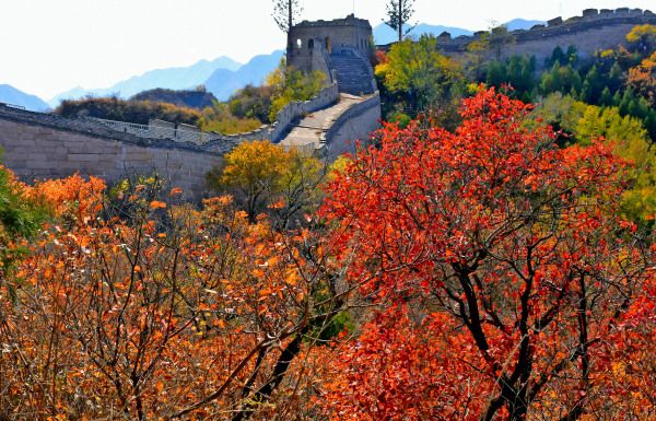 北京八达岭国家森林公园红叶岭景区红叶进入最佳观赏期