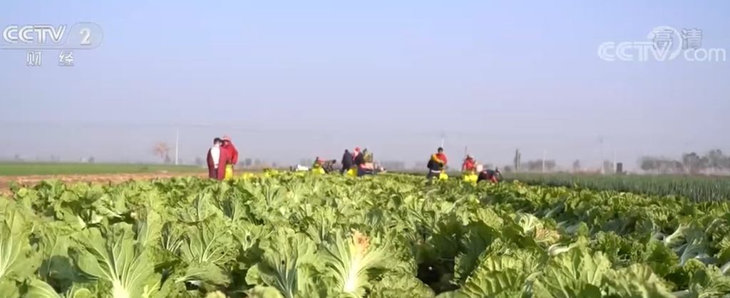 山东青岛大白菜丰收泡菜出口增长