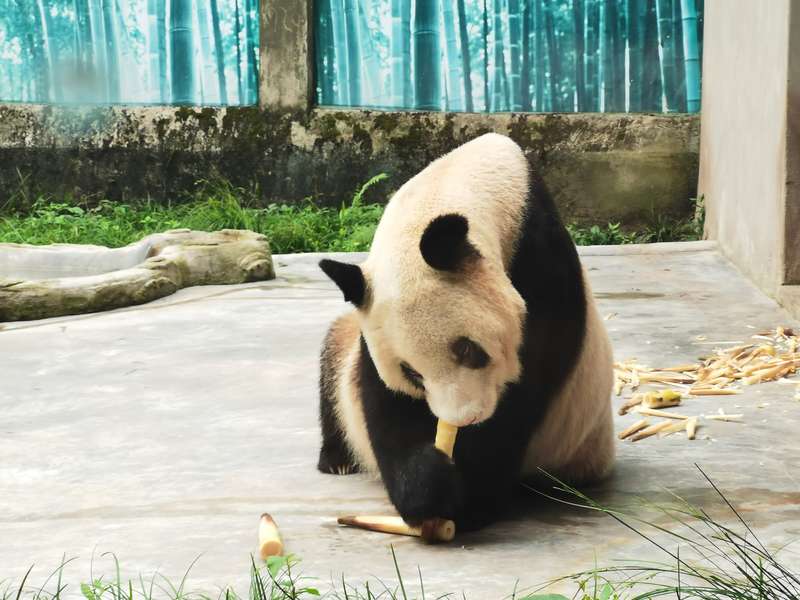 相当于人类110-140岁 现存最年长的圈养大熊猫"新星"满38岁了