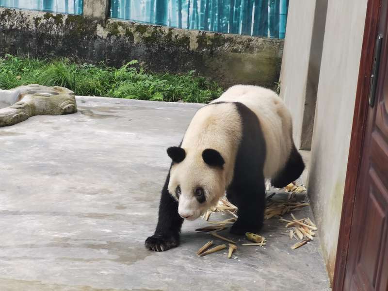 大熊猫高高现状图片