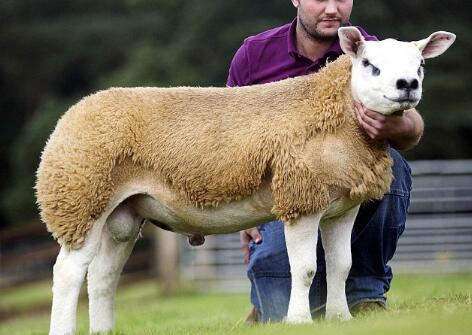 世界上最贵的羊!拍卖会上36.5万英镑成交