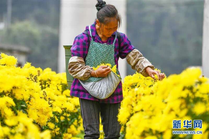 （新华视界）（3）贵州龙里：“扶贫菊花”铺开致富路