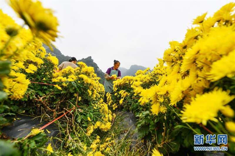 （新华视界）（5）贵州龙里：“扶贫菊花”铺开致富路