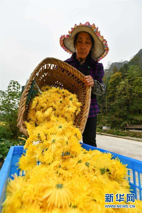 （脱贫攻坚）（4）贵州龙里：“扶贫菊花”铺开致富路