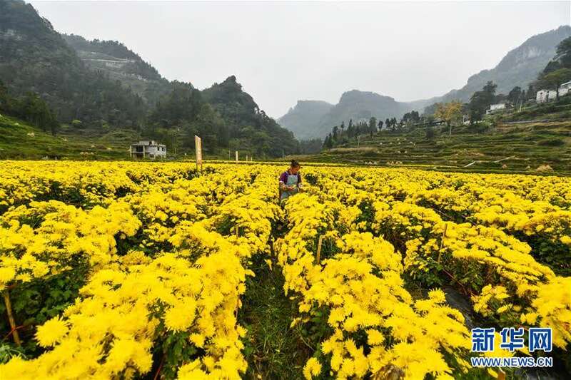 （新华视界）（1）贵州龙里：“扶贫菊花”铺开致富路