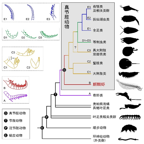 长五只眼的 虾 中国科学家发现5亿年前的麒麟虾化石 中青在线