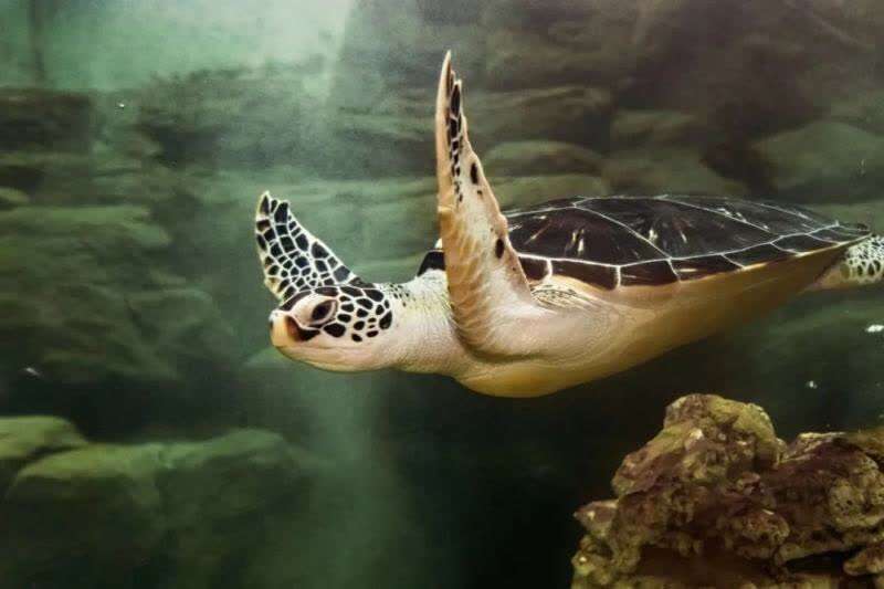 野生薮猫成居家萌宠?上海动物园今年收容981只野生动物,史上数量最多