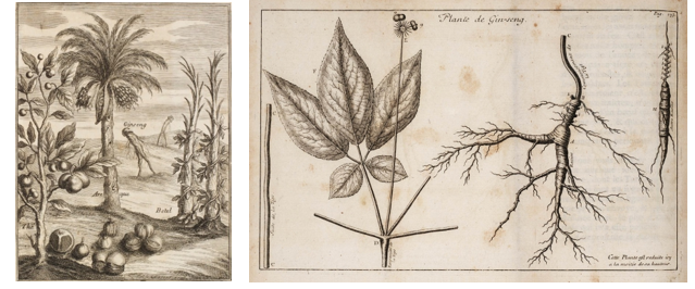 左：《 暹罗航海志》中描绘的拟人化人参和其他亚洲植物</p><p>右：杜德美寄回欧洲的人参插图，附在他的一封信中 Illustration du ginseng par Pierre Jartoux, S.I. 1713