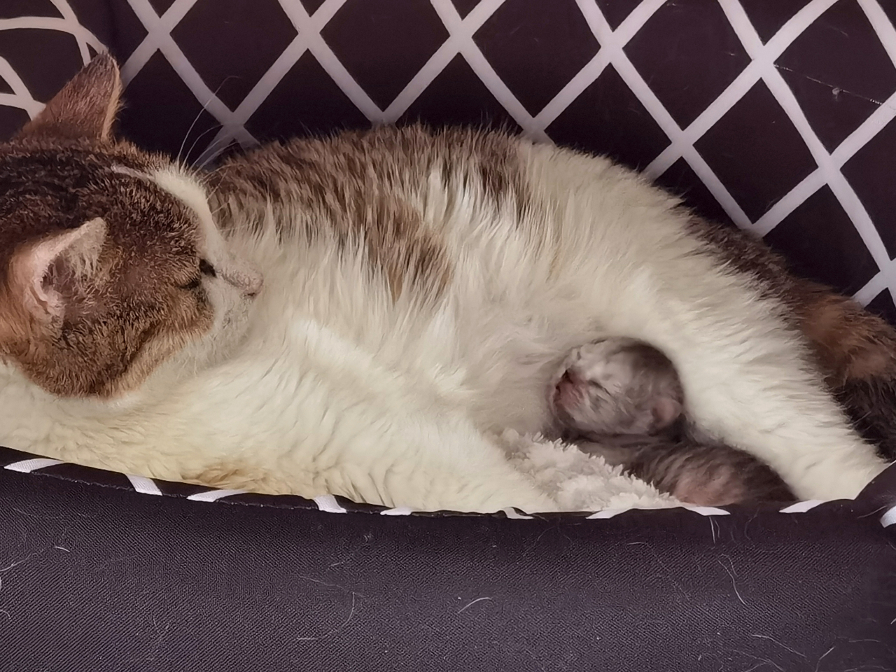 青岛农业大学在克隆技术方面取得新突破!