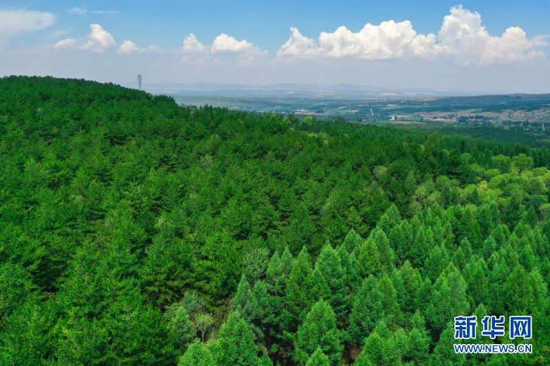 这是2020年7月21日拍摄的山西省右玉县四五道岭生态园区(无人机宅片