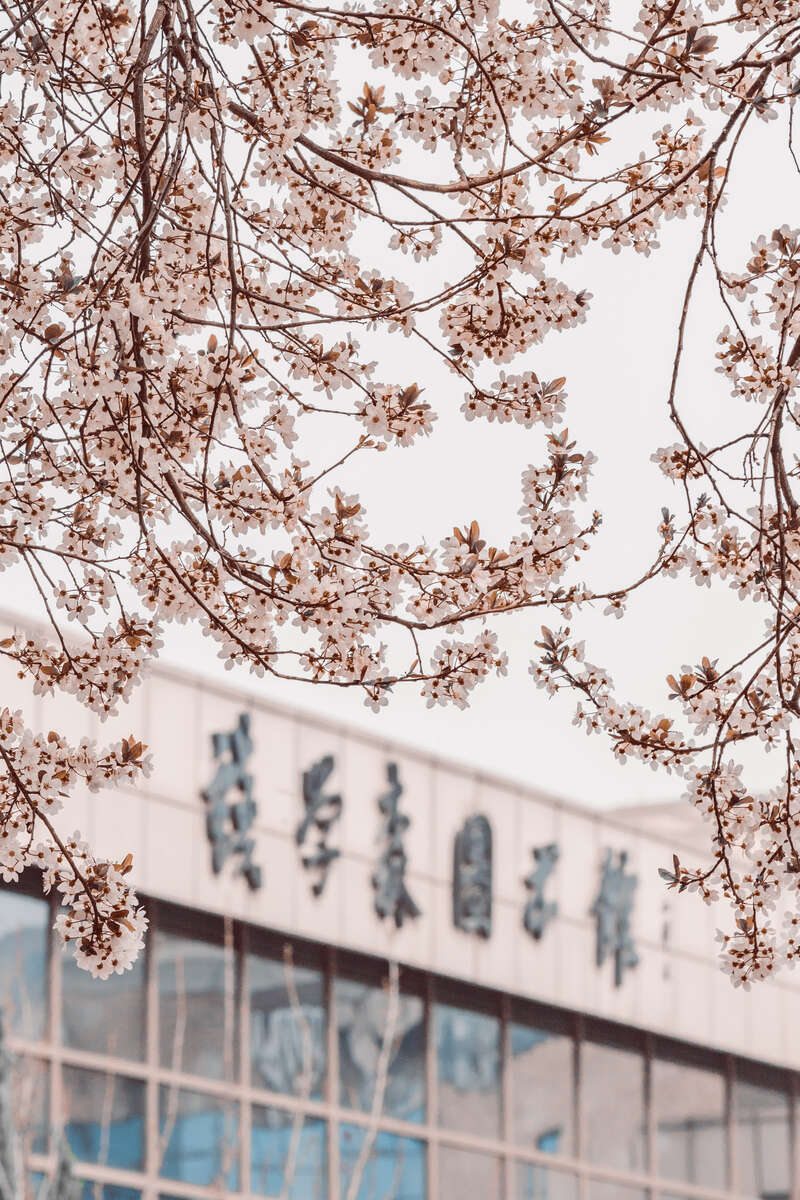 青年眼|西安交通大学校园春景