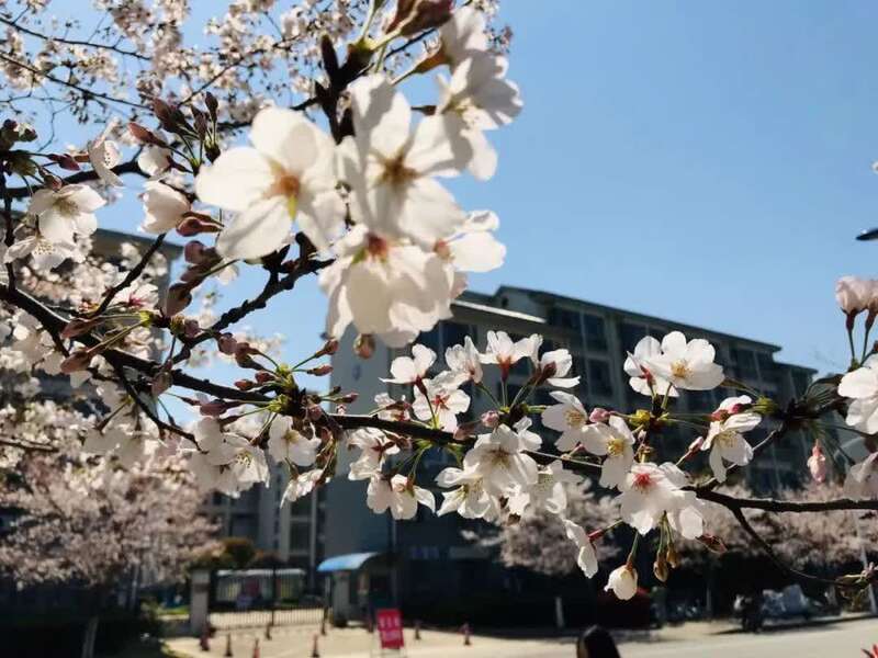 江南大学樱花