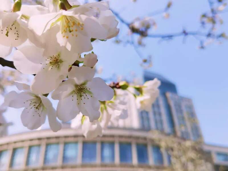 江南大学樱花