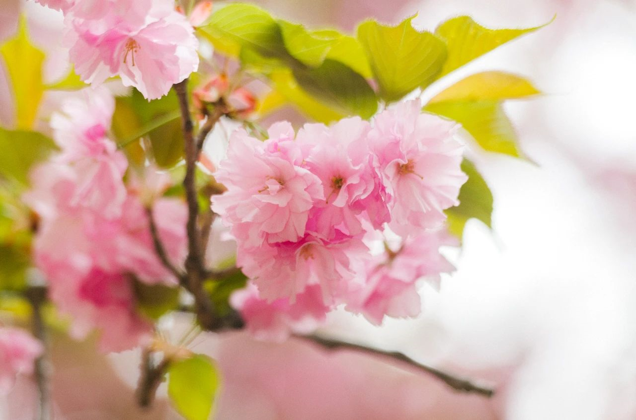 花径通幽处,共赴农大的樱花浪漫 河南农业大学 豫青年 昨天