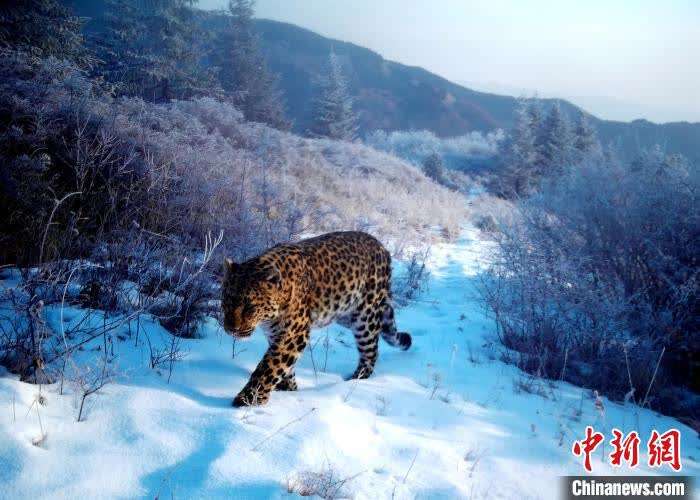 固原市六盘山林业局二龙河国有林场职工于继辉巡逻时遇到了四只"狍子"