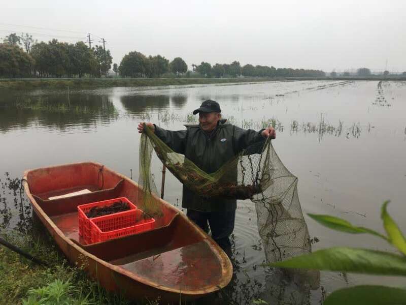 打捞小龙虾