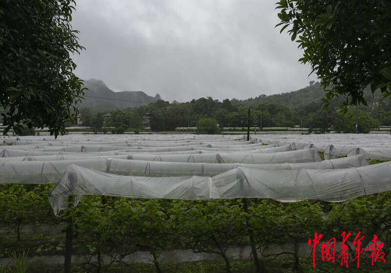 4月26日,广西桂林全州县才湾镇毛竹山村,村里的葡萄大棚.