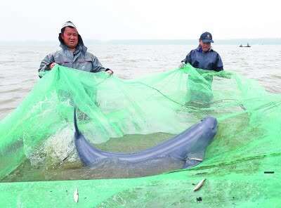 长江故道天鹅洲 已有江豚上百头