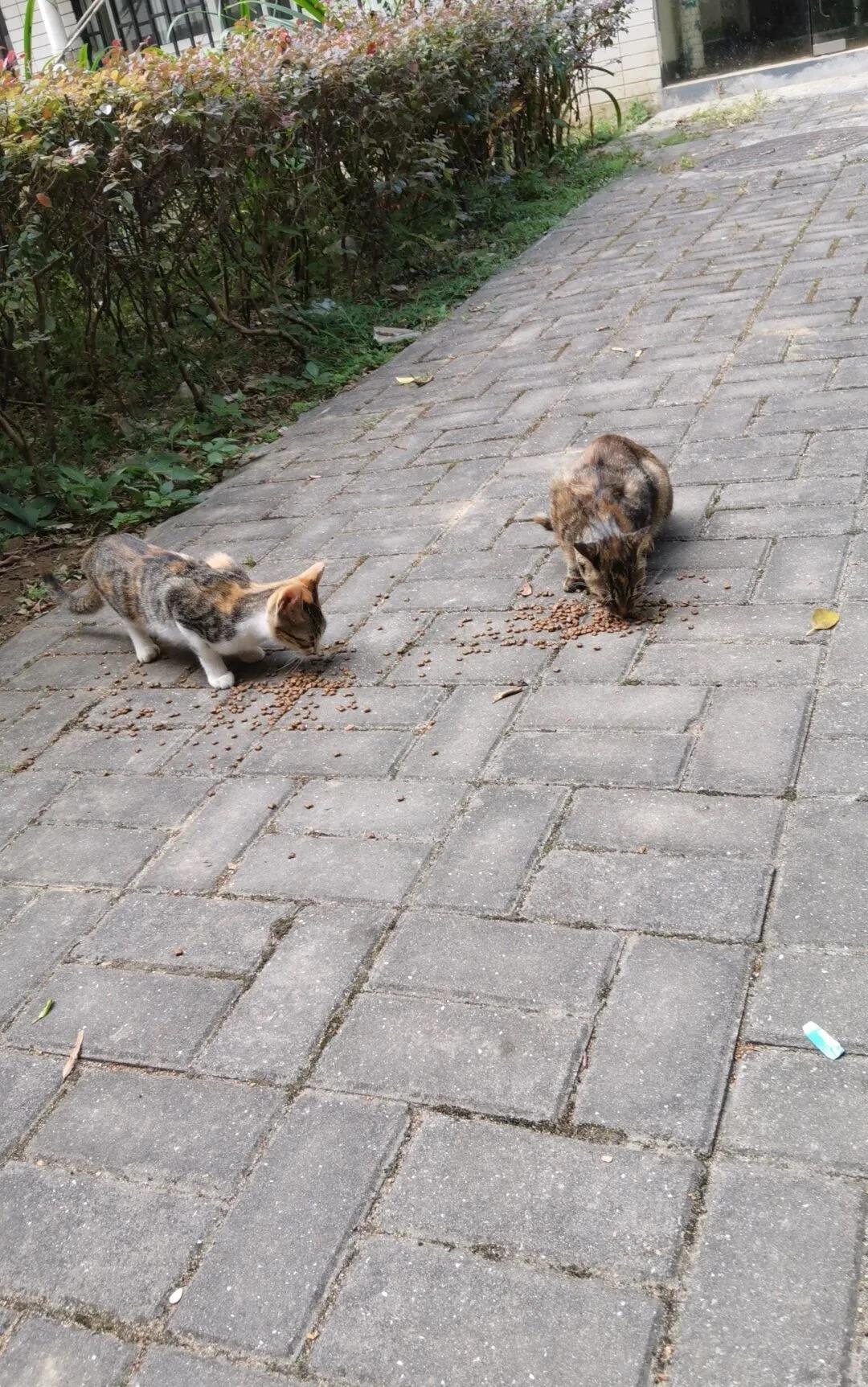 宠物精灵排行_前8月52家券商分177.5亿承销保荐费"二中一海"居前三(2)