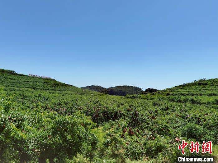 图为退伍老兵种植的桃树。 周燕玲 摄