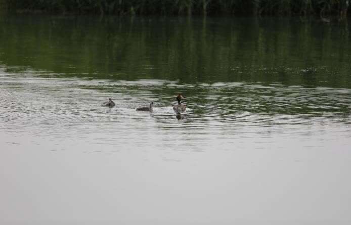 乌梁素海水质改善后，吸引了大量的鸟类栖息和繁殖。