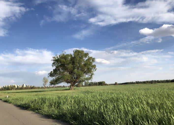 赛汗塔拉城中草原