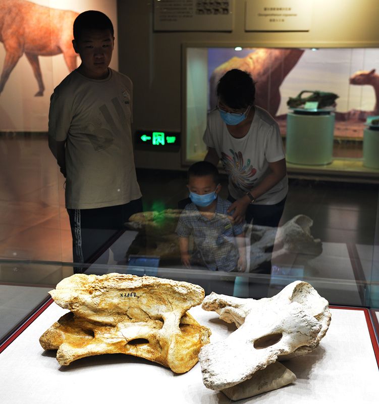 2021年7月6日,甘肅臨夏,遊客在和政古動物化石博物館觀看