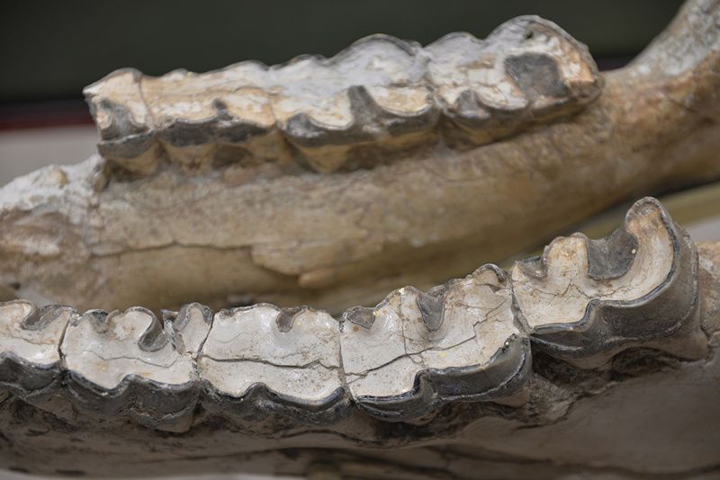 犀牛牙齿化石图片大全图片
