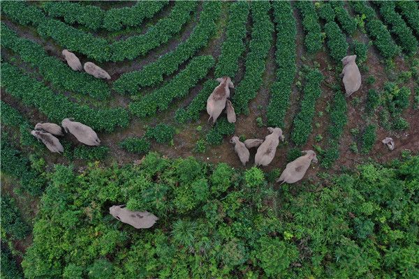 野象群进入云南宁洱县竹山村