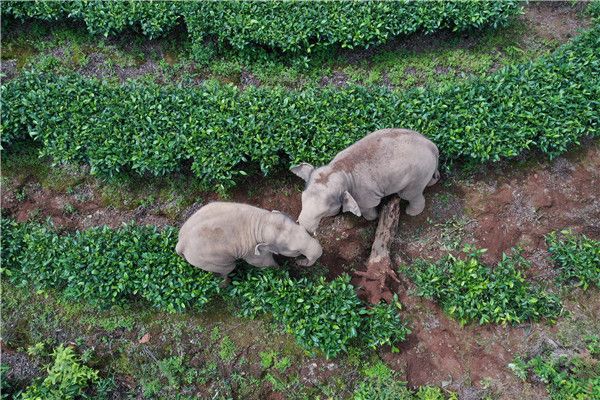 野象群进入云南宁洱县竹山村