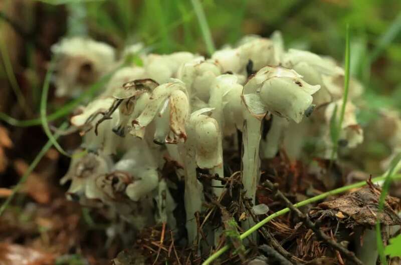 长白山地区发现珍稀植物球果假水晶兰被称冥界之花