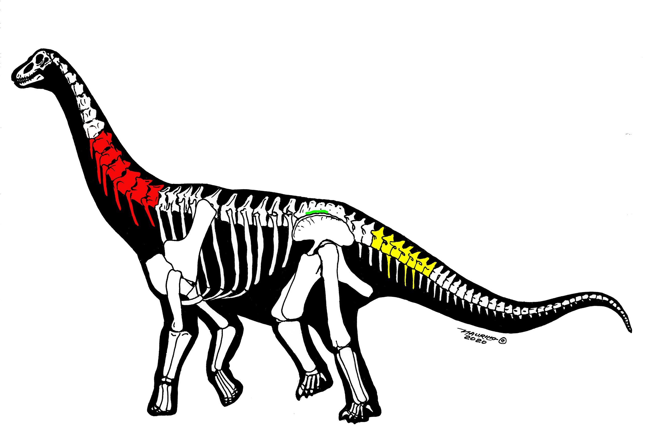 恐龙化石结构图图片