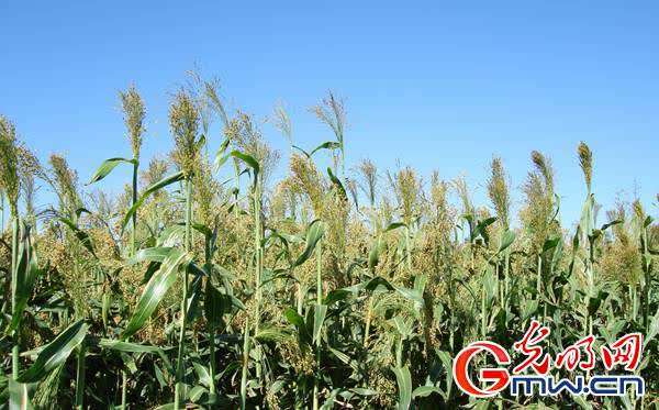 笤帚苗变身艺术品 产业振兴稳脱贫防返贫