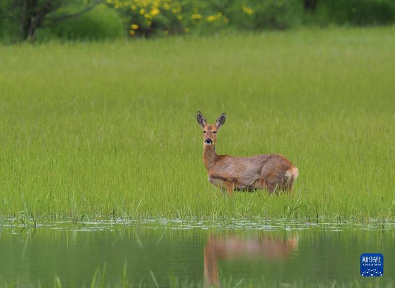 萬類霜天競自由——四川阿壩州珍稀動物增至142種