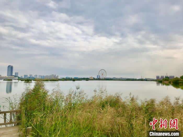 宁夏银川阅海湿地公园. 李泽阳 摄