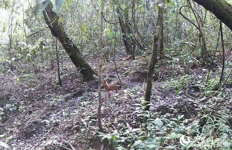 国家一级保护动物豺。视频截图