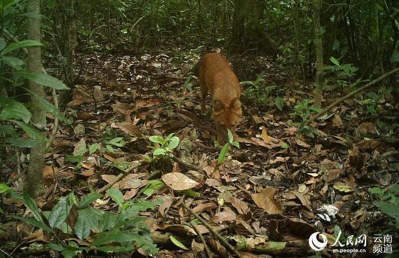 国家一级保护动物豺。视频截图