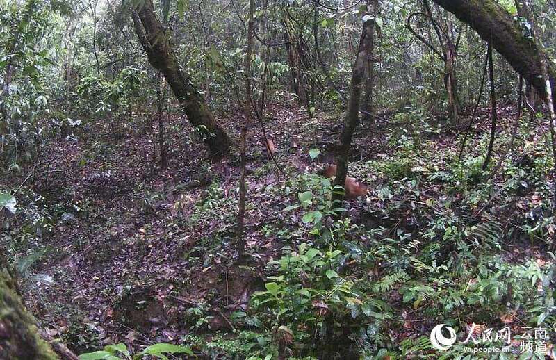 国家一级保护动物豺。视频截图